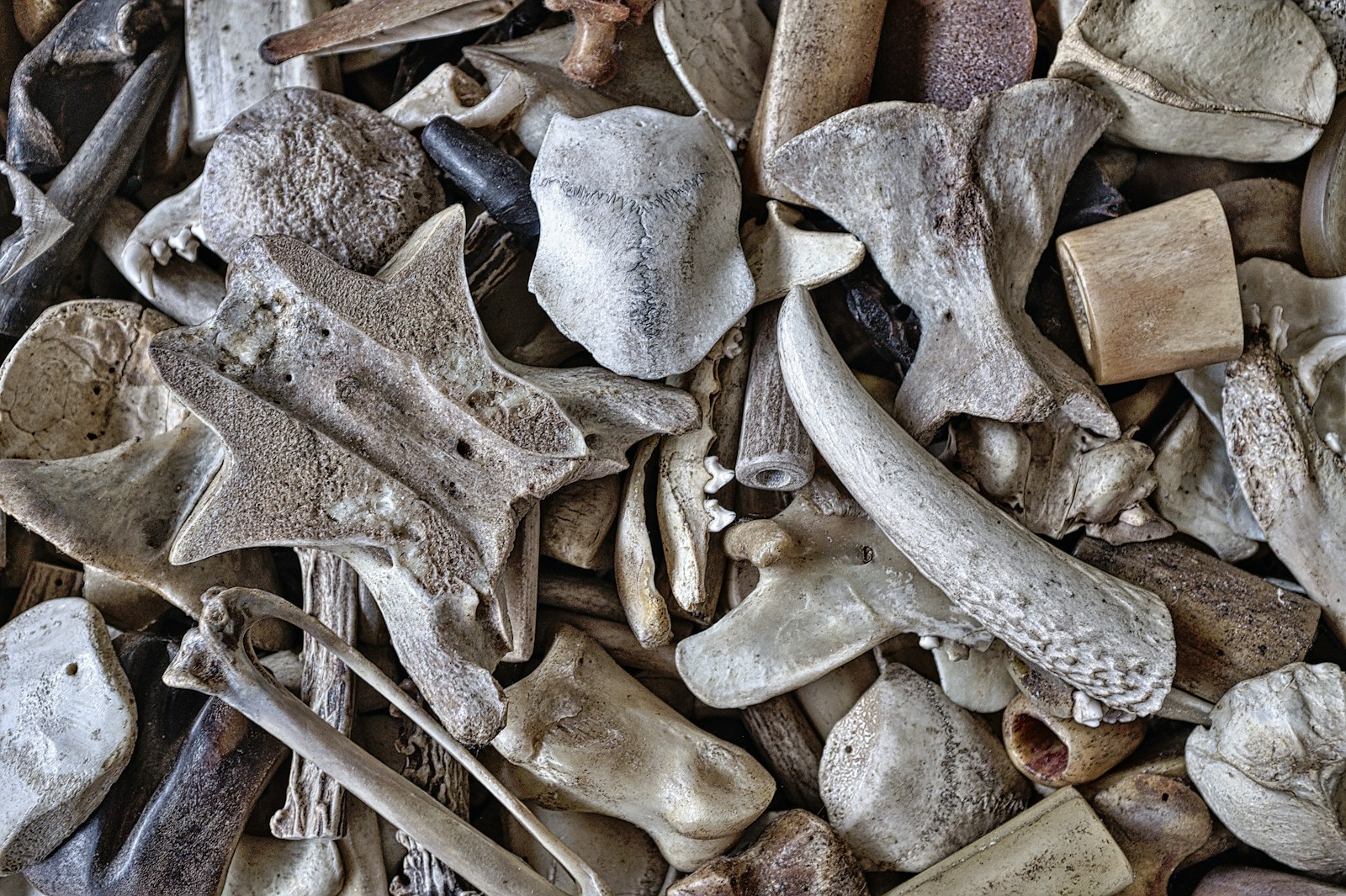 Animal bones. Photo credit: Eric Prouzet on Unsplash.