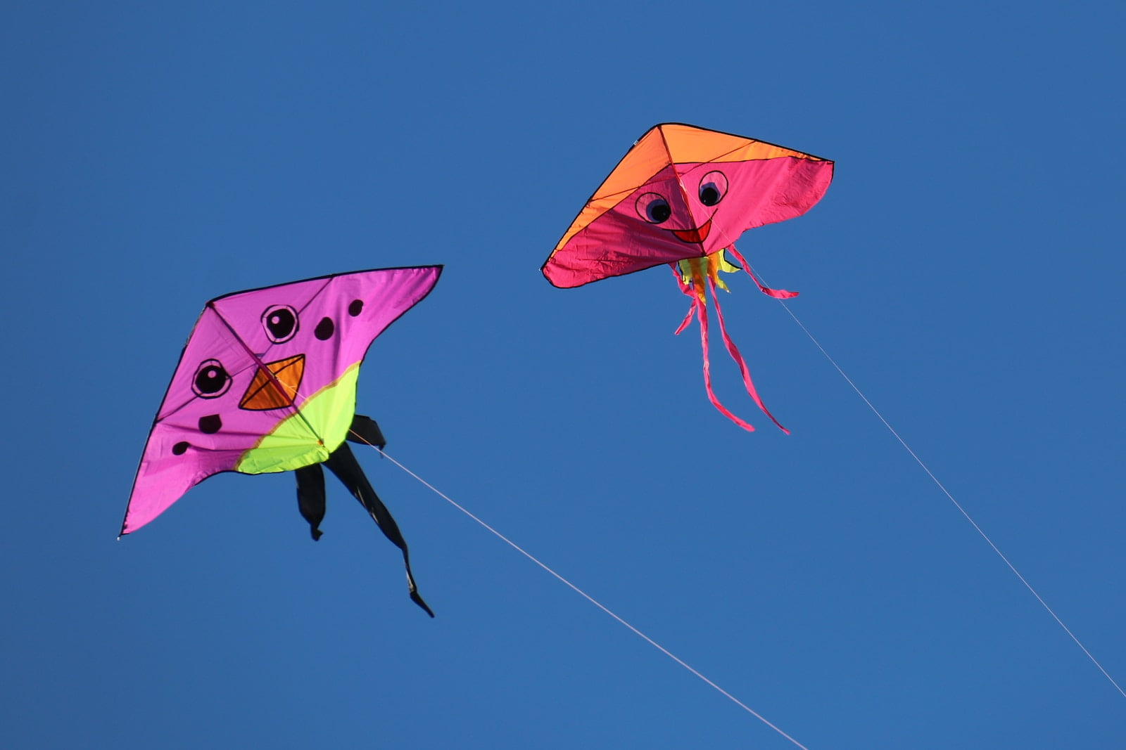 Two smiling kites. Photo credit: Bill Fairs on Unsplash.