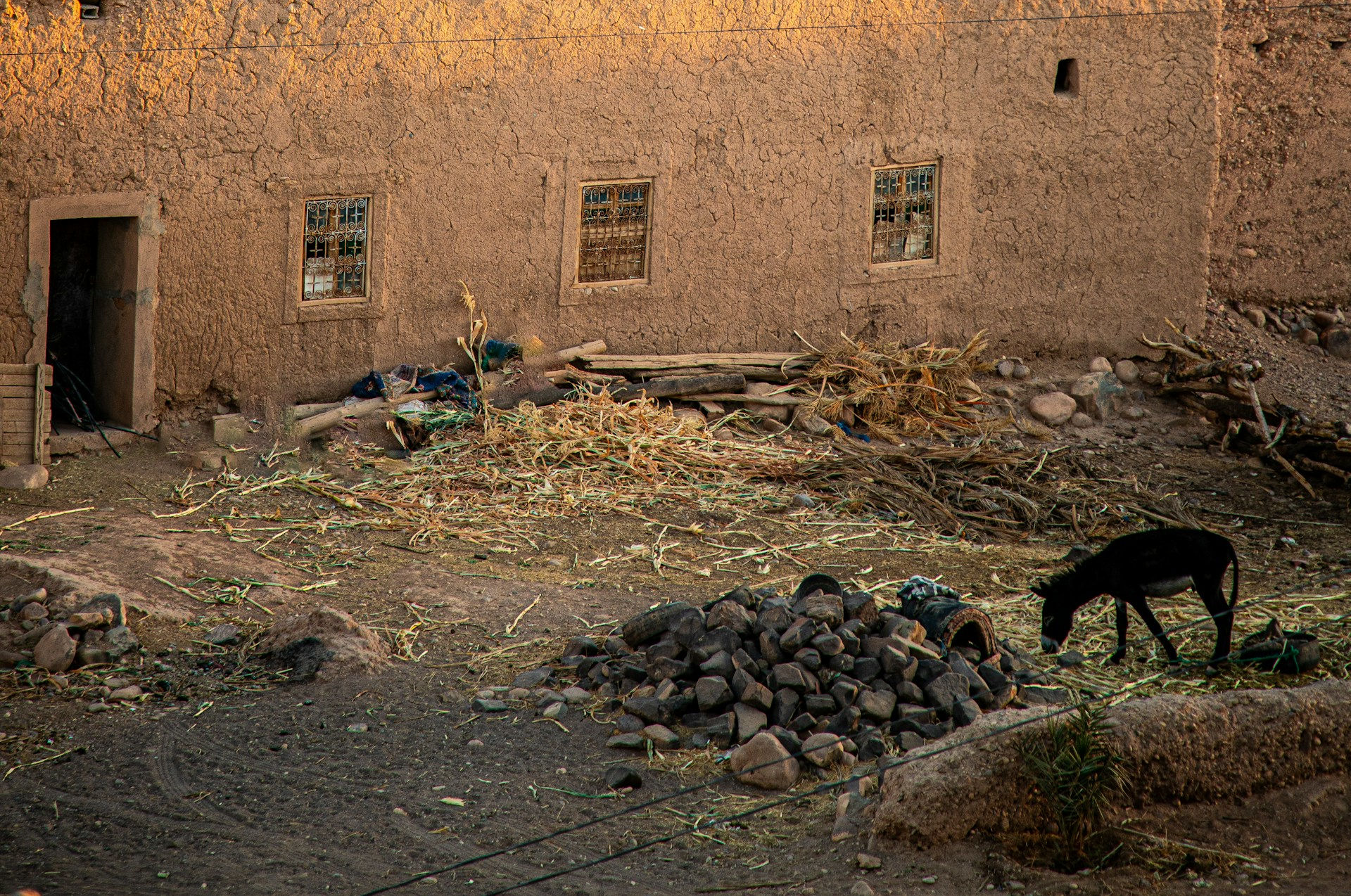 Donkey in village. Photo credit: Bernd Dittrich on Unsplash.