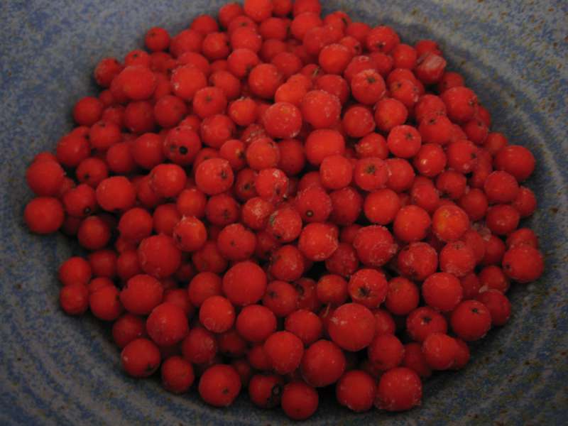 Frozen rowan berries