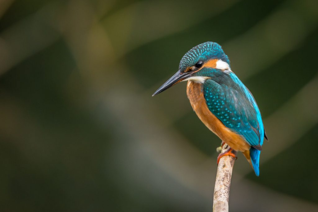 Kingfisher. Photo credit: Vincent van Zalinge on Unsplash.