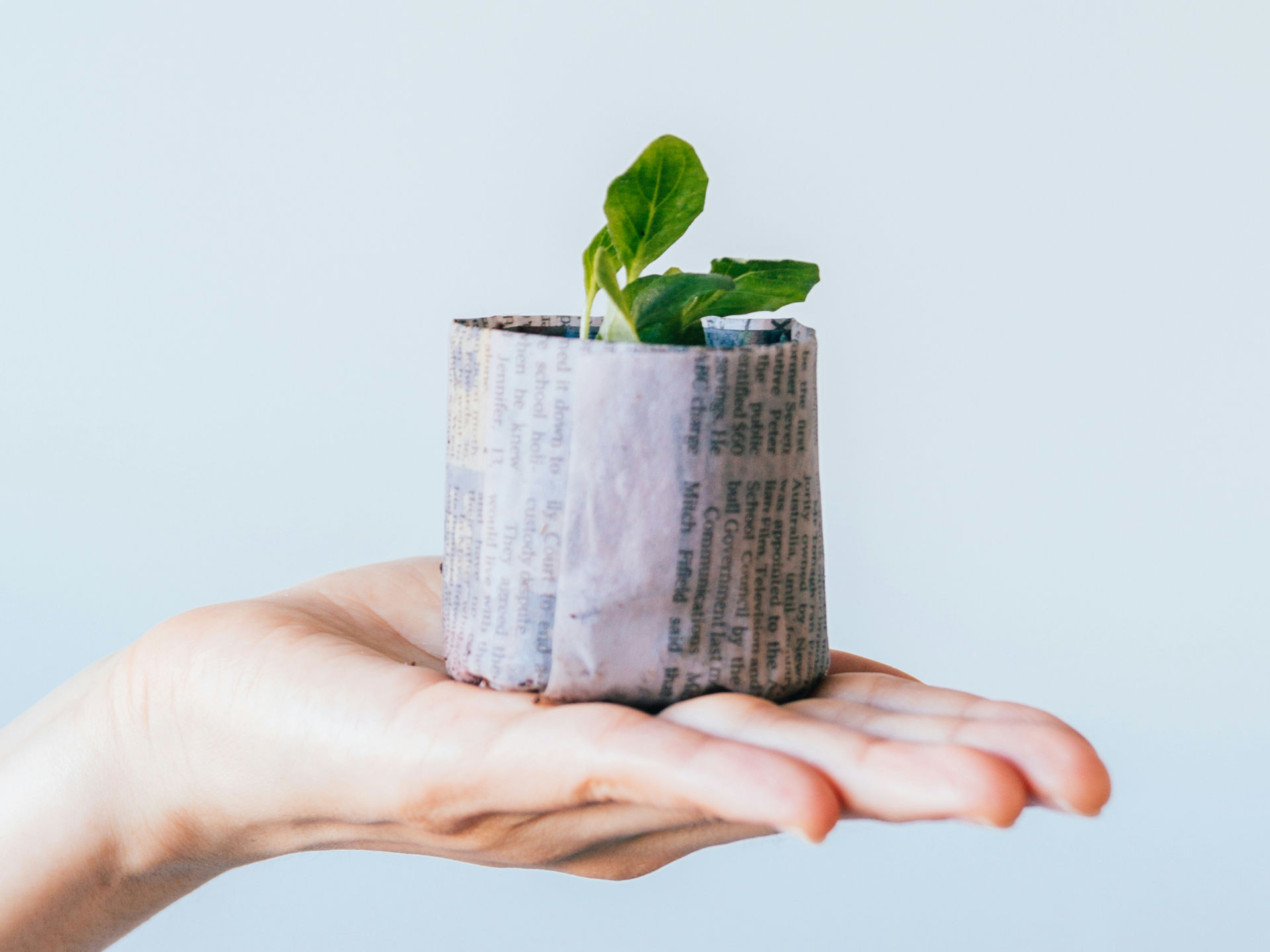Newspaper plant pot. Photo credit: storyofeddie on Unsplash.