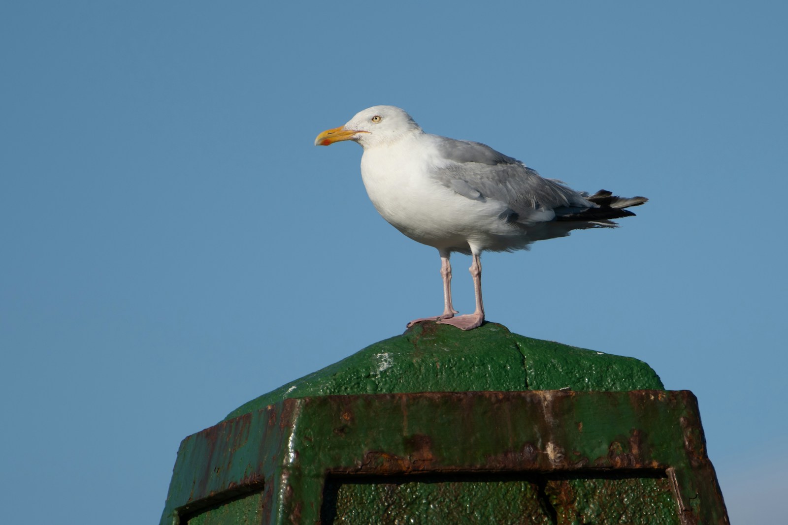 Herring gull. Photo credit: Doncoombez on Unsplash.