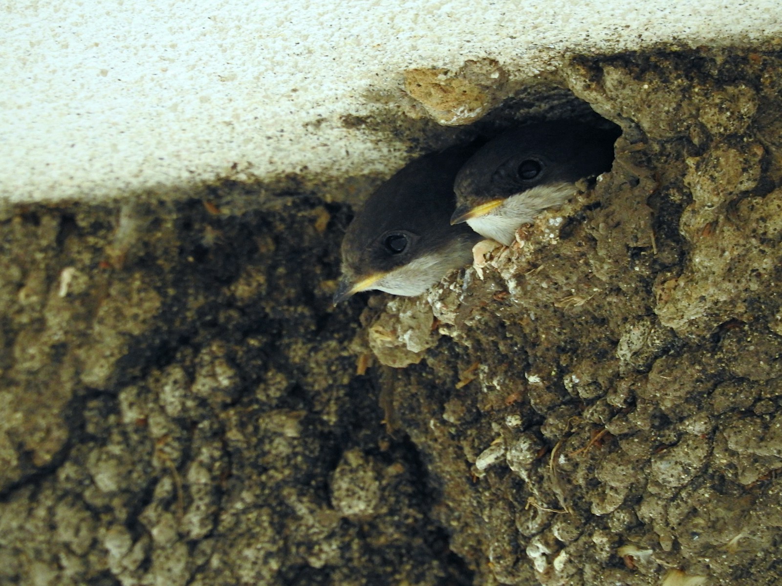 House martins. Photo credit: Lukáš Kadava on Unsplash.