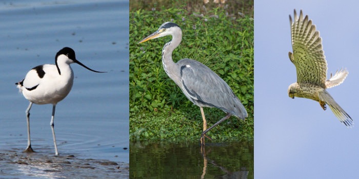 The Birds of Sowton Industrial Estate